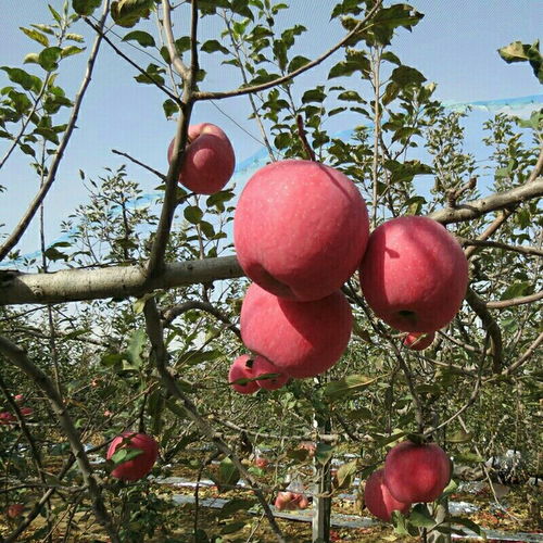 特级果 陕西洛川红富士苹果现货新鲜苹果条纹红精品水果5斤包邮