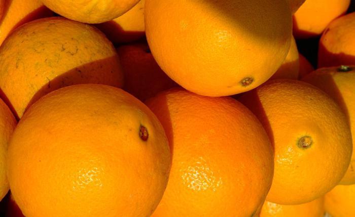 新鲜水果脐橙道州纽荷尔脐橙果园直销