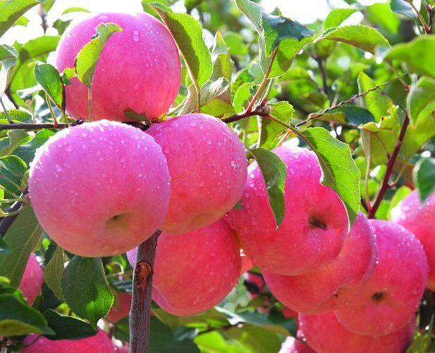 天水秦安红富士苹果10斤包邮新鲜水果非静宁礼县苹果水果