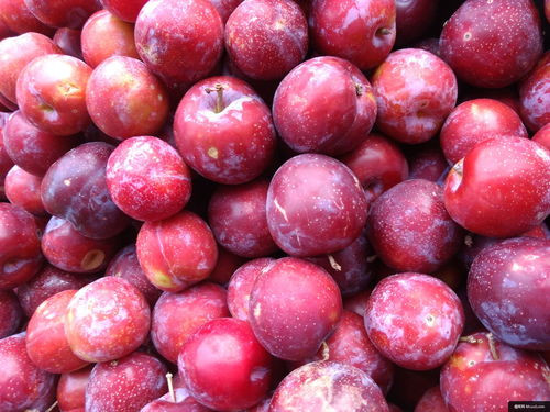 水果 李子 食品 集团 红色 营养 美食摄影图片图片壁纸 美食摄影图片图片壁纸